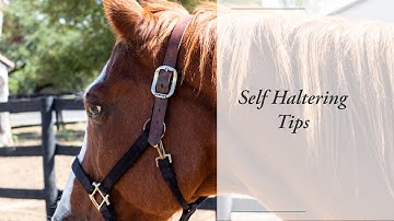 Self Haltering Tips