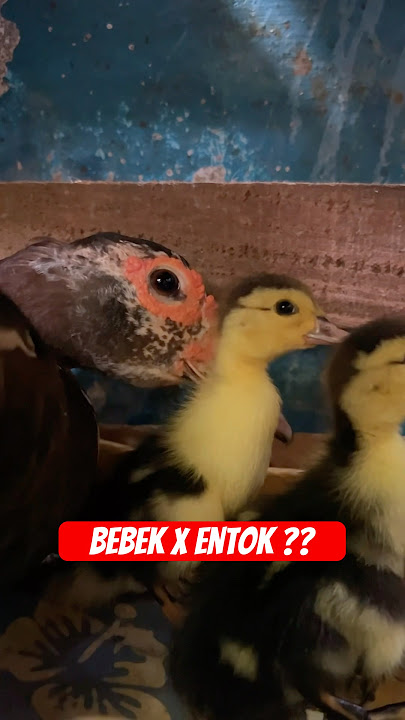 Akhirnya Kawin Silang Bebek dan Entok Menetas #beranda #hewan #bebek #entok #tiktok #fyp
