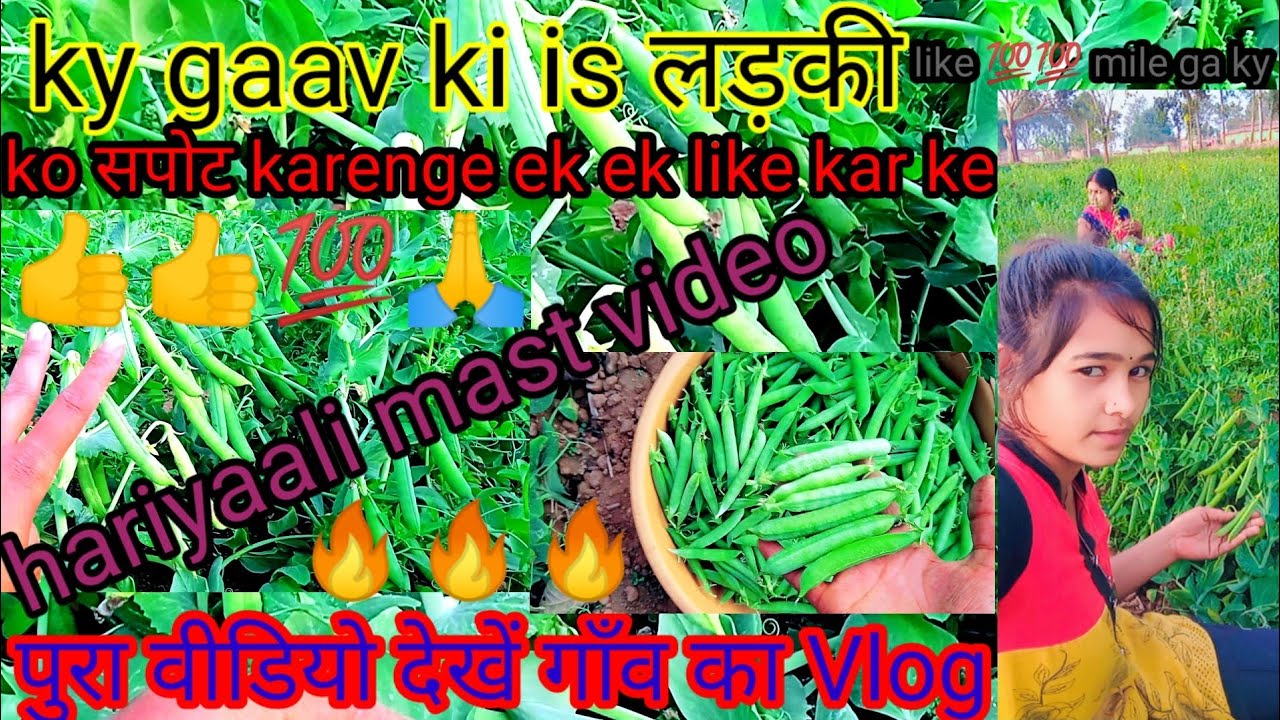 My Vlog Kam Taim Matar Ka Kheti Hariyali 2023 YouTube my-vlog-kam-taim-matar-ka-kheti-hariyali-2023-youtube