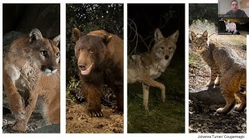 Co-Existing with Cougars with Korinna Domingo of Cougar Conservancy