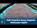 Hojii Qulqullina Bunaa Eegsisuu Godinaalee Gujiitti