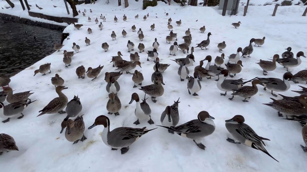 【渡り鳥】2026年2月1日のカモ【duck】