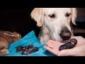 Golden Retriever and Baby Bunnies 2 days old [Best Dog Reaction Ever]
