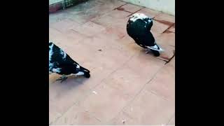 Gaditano El Bazi 2020.Casa Blanca 04