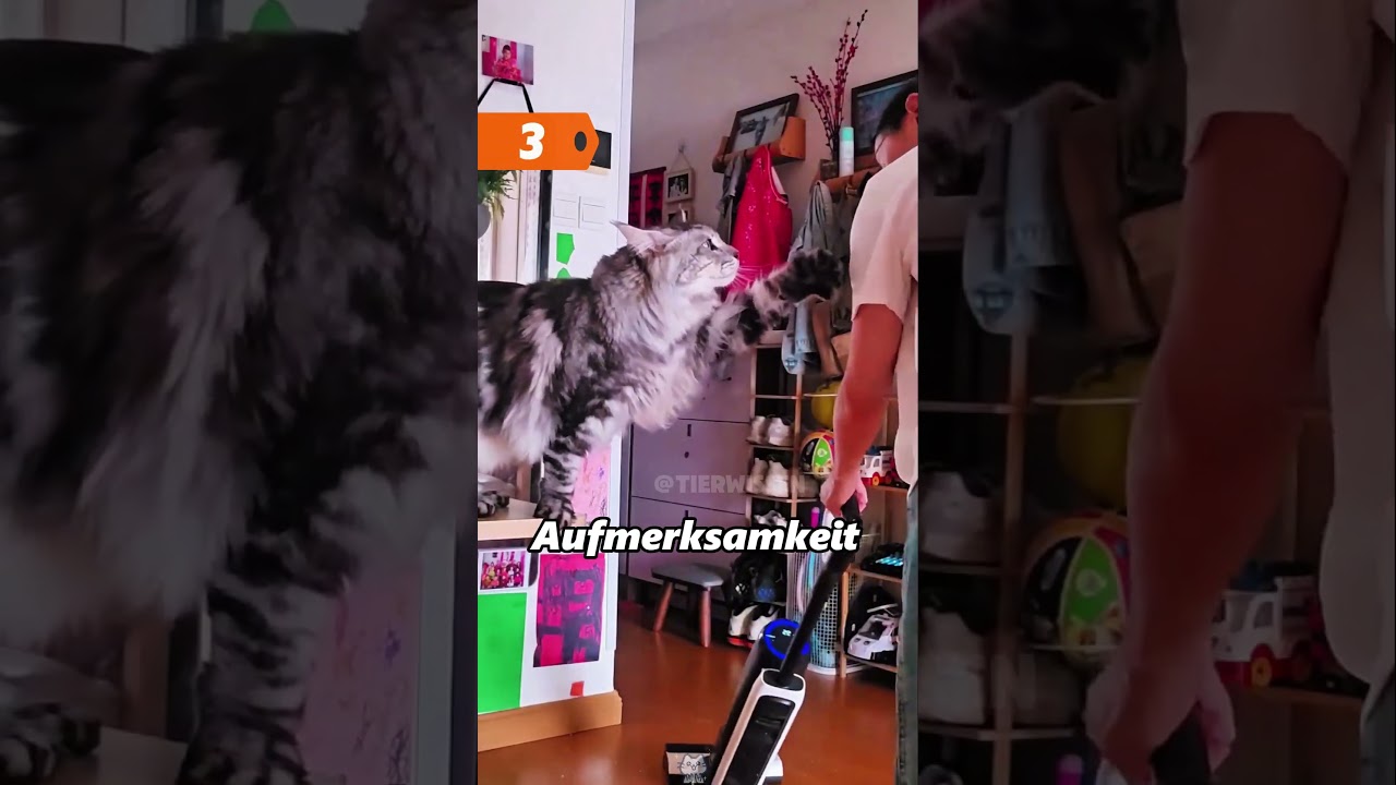 Hol dir lieber keine Maine Coon, denn der Grund ist …#katze#lustigekatze#popularscience#shorts
