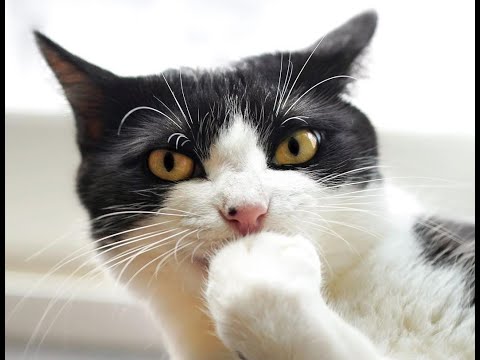 Video: Mačje Uši - Mačja Pedikuloza - Mačji Paraziti