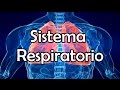 El Sistema Respiratorio