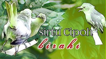 Sirtu Cipoh Jantan Dan Betina Birahi Ampuh Buat Pancingan Dan Masteran