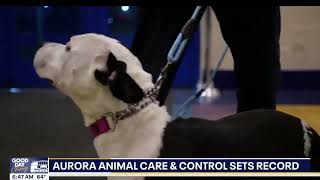 FOX 32: Aurora Animal Care And Control Sets RECORD Transfer Rate In 2024!
