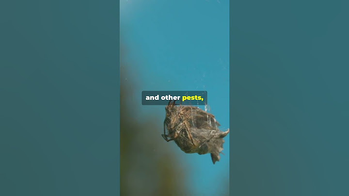 This Is Why You Shouldn't Stomp On A Spider! #shorts #spider #insects #facts #animals #nature #viral