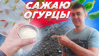 ЧТО КЛАДУ В ЛУНКУ ПРИ ПОСАДКЕ ОГУРЦОВ / КАК ПОСАДИТЬ ОГУРЦЫ БЕЗРАССАДНЫМ СПОСОБОМ