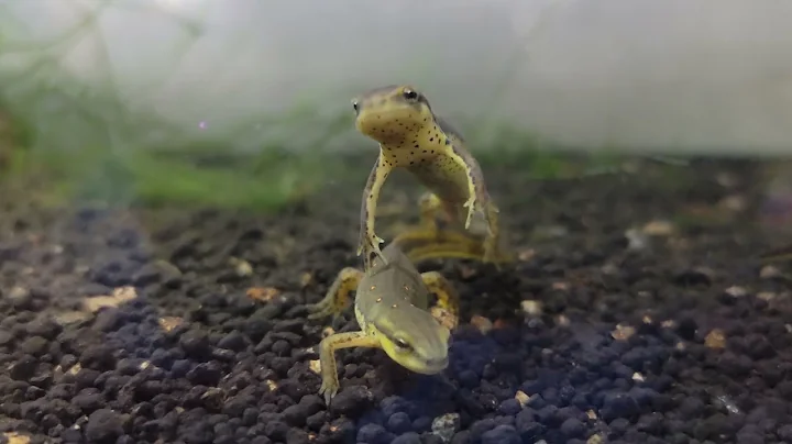 How to Care for Newts and Salamanders: A General Care Guide - Housing [Part 2]