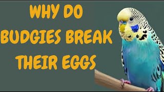 Why Do Budgies Break Their Eggs