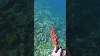 Pompano fish#spearfishing#panahikan#tombakıkan#duniabawahlaut#bigfish#reels#fyp#viral