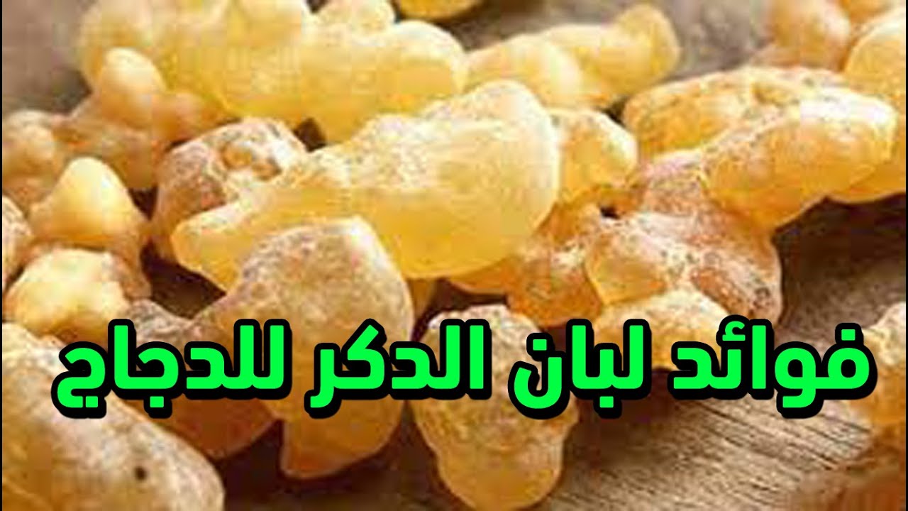 فوائد كبيرة اذا اعطيت دجاجك لبان دكر هتحميهم وتحصنهم ضد امراض الربيع والطيور المهاجرة  اعرف الفوائد