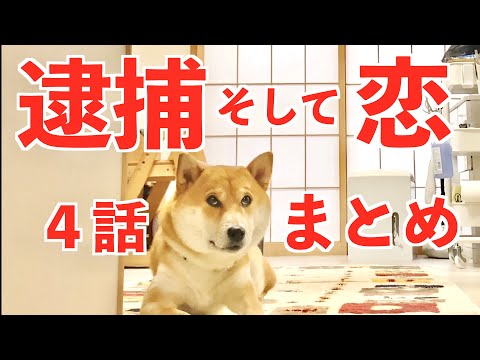 【一気見】恋多き柴犬こむぎの逮捕歴を振り返る【あるじのステップ】【NEWS 48】shibainu comugi