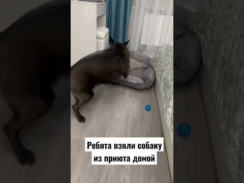 Собака всю жизнь провела в клетке приюта.Но впереди у неё новая жизнь дома 🙏