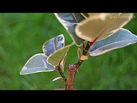 Видео: Как да размножавате фикус? Как да размножавате фикус с големи листа с листа у дома? Как да го изкореня? Размножаване на семена и други методи