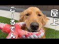 屋上でのんびり過ごす愛犬と愛猫が可愛いｗ