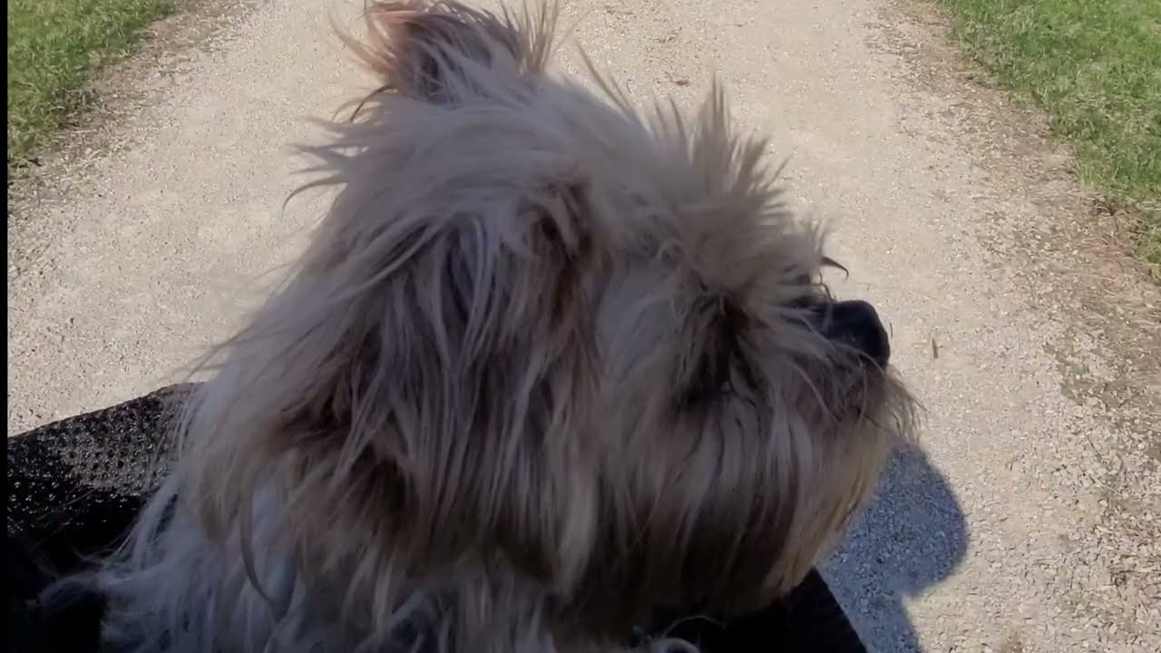 Thumbnail for Just A Little Bike Ride With My Dog | We found a new place to go on a mini adventure.