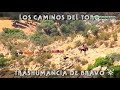Los Caminos Del Toro, La Trashumancia Del Bravo. Parte 2-2.