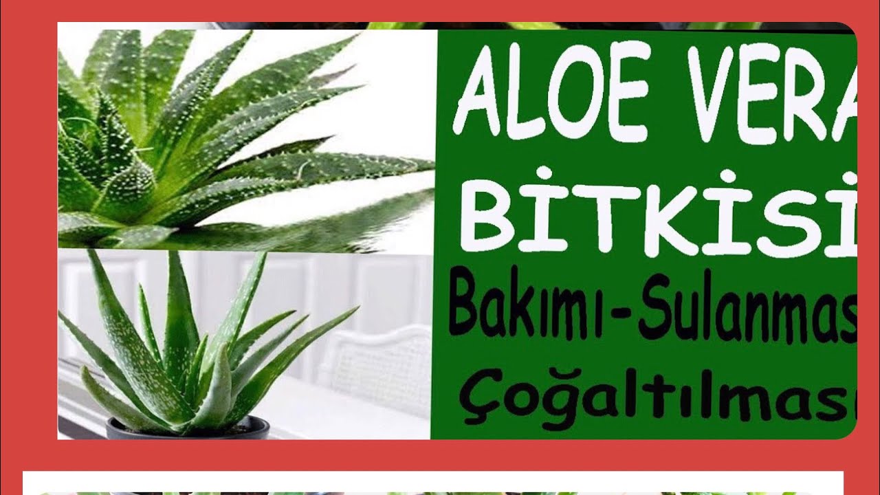 Aloe Vera nasl oaltlrAloe vera oaltmann pf noktalarAloe  verann faydalarKAMAZ