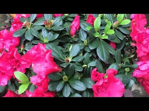 Video: Hoa đỗ Quyên Nở Rực Rỡ