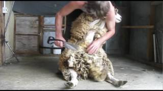 How to blade hand shear a sheep part 1