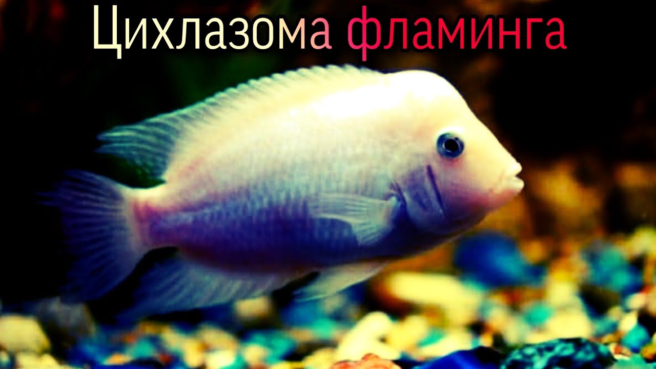 Аквариумная рыба Цихлазома фламинга . Содержание, уход, размножение.