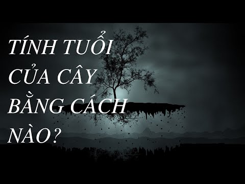 Video: Đồng hóa trong phloem là gì?