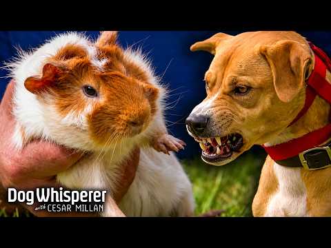 Can This Dog Overcome His Extreme Fixation & Prey Drive? | Dog Whisperer With Cesar Millan