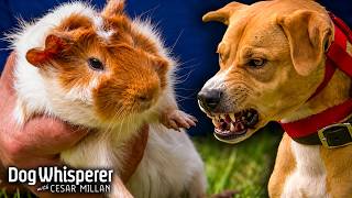 Can This Dog Overcome His Extreme Fixation & Prey Drive? | Dog Whisperer With Cesar Millan