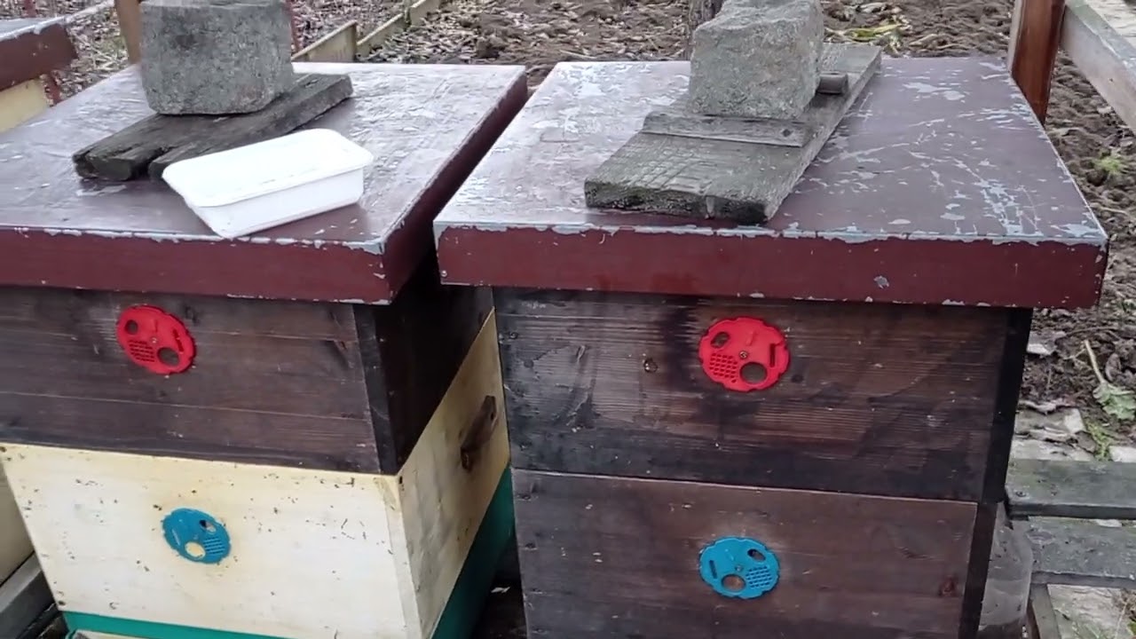 Jak mám na konci ledna očka, česno a dno u úlú...