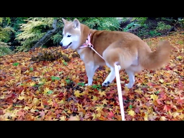 柴犬ひかり（16才）まだまだお散歩がんばる！ A walk of a senior Shiba Inu (16 years old)