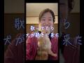 曲によって反応が違うの可愛い🥹 #shorts #歌の練習 #愛犬 #チワワ #最後まで見てね