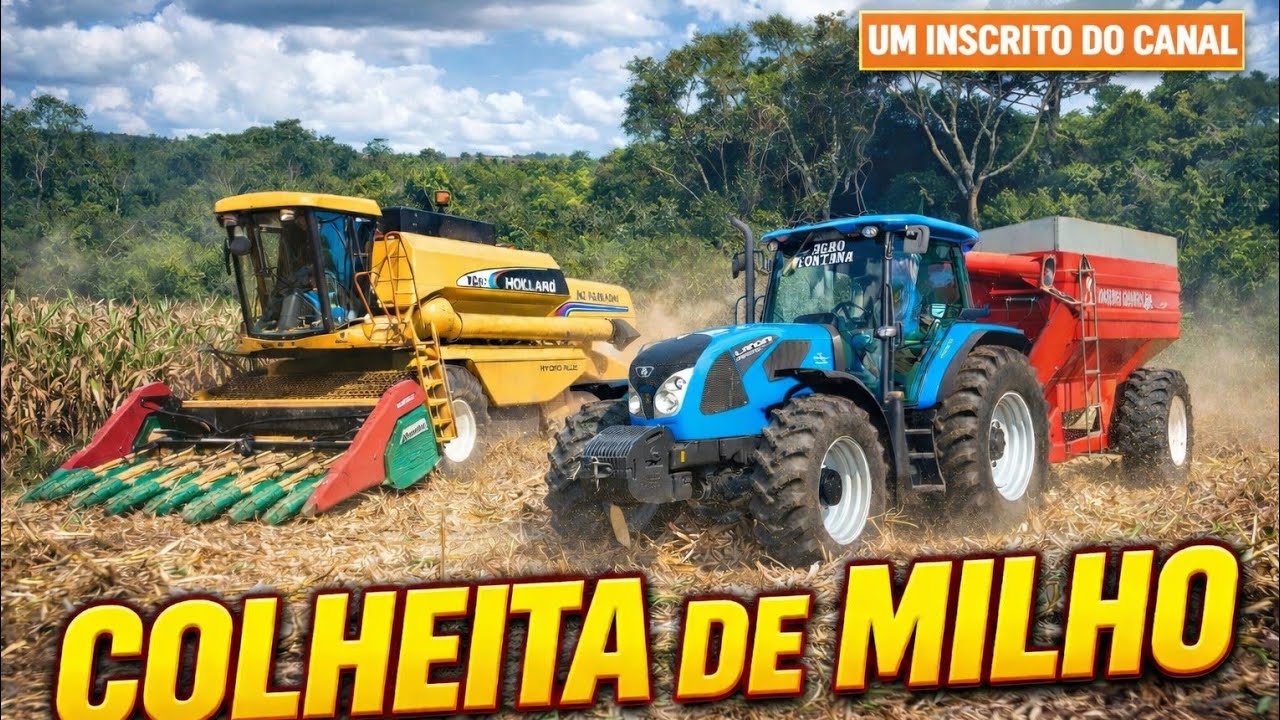 Colheita do milho agroeste com a tc 57 