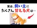 【深い意味がある】飼い主にたくさん甘える犬の行動 13選