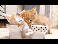 子猫との最後の晩餐。別れは突然やってきました。【赤ちゃん猫　保護猫】