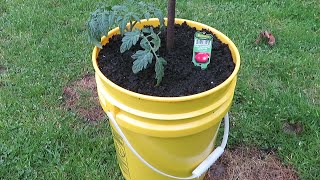 How to Grow Tomatoes in 5 gallon buckets