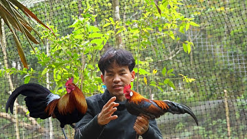 gà tai đỏ chuẩn gà rừng hơn hay  tai trắng chuẩn gà rừng hơn video #sốngtrongrừng #gàrừng