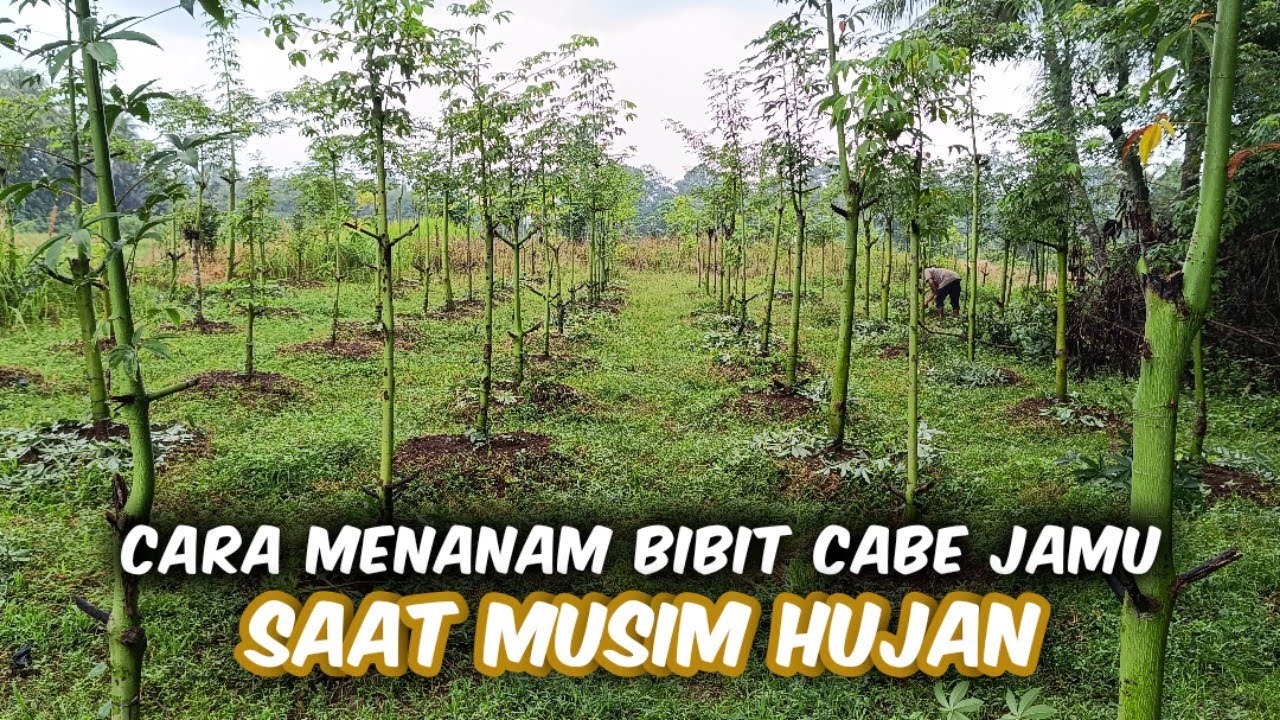 Cara Menanam Bibit Cabe Jamu Saat Musim Hujan Serta Antisipasi Ketika Air Banyak