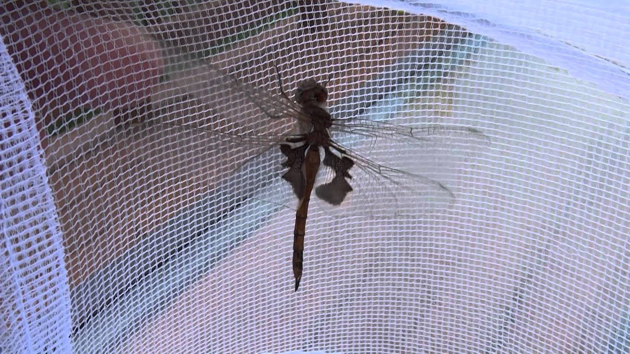 Tramea onusta  (Red Saddlebags)