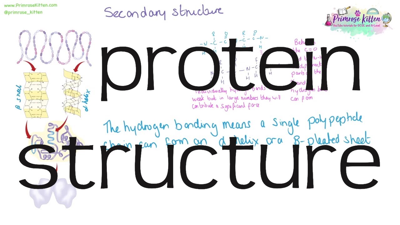 Protein structure | Revision for Biology A-Level or IB - YouTube