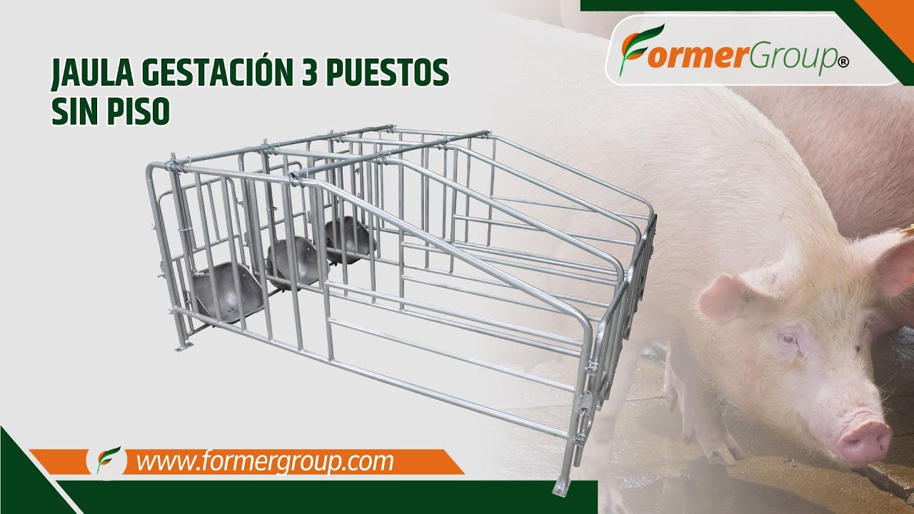 🐖 Jaula de gestación sin piso por 3 Fácil de instalar 🛠️ Conoce sus componentes y como armarla
