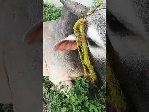 सभी जनवरो की रक्षा करे 🙏जय श्री राम🙏❤️ #desisevengers #funnyvideo