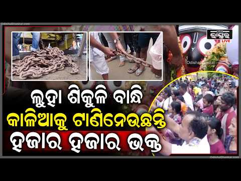 ନିଆରା ପରମ୍ପରା, ଏଠାରେ ରଥଯାତ୍ରାରେ ଲୁହା ଶିକୁଳିରେ ବାନ୍ଧି କାଳିଆକୁ ଟାଣି ନେଉଛନ୍ତି ହଜାର ହଜାର ଭକ୍ତ...