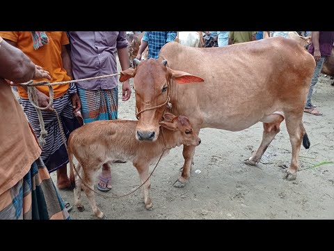 আজ ১৭ আগস্ট মঙ্গলবার || বাছুরসহ দেশাল গাভী গরুর দাম || deshi gavi gorur dam || খোচাবাড়ী হাট