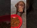 Runt Will Reunite with Brother