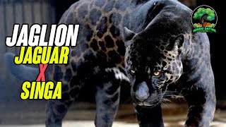 Jaglion, Hewan Kawin Silang Jaguar dan Singa