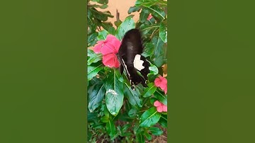 Thumbnail of flower 😍butterfly #flowers #youtubeshorts #viralshorts #nature #plantslover #homegarden